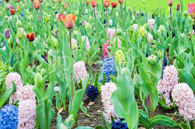 Hyacinths and tulips. Spring landscape.