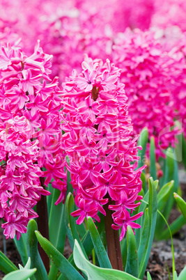 Macro shot of pink hyacinth