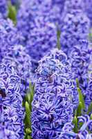 Macro shot of blue hyacinth