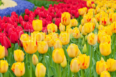 Multicolored tulips on the flowerbed