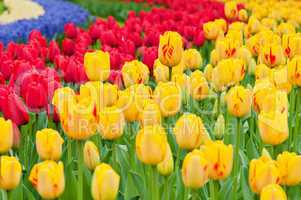Multicolored tulips on the flowerbed