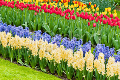 Vibrant flowerbed spring flower park