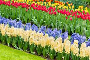 Vibrant flowerbed spring flower park