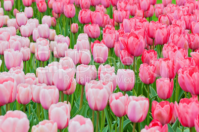 Pink and red tulips on the flowerbed