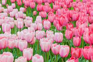 Pink and red tulips on the flowerbed