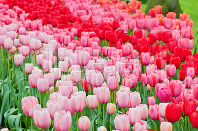 Pink and red tulips on the flowerbed