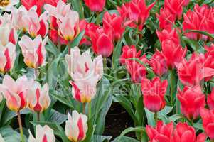 Striped and red tulips on the flowerbed