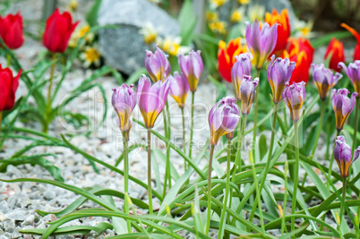 Purple and red flowers growing in the garden