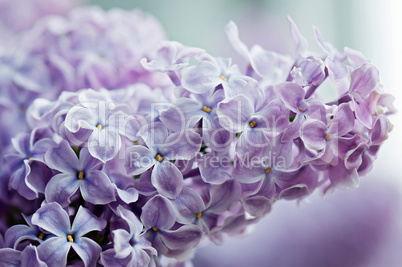 Close-up of lilac