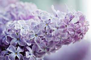 Close-up of lilac