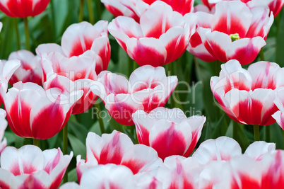 Red white tulips on the flowerbed