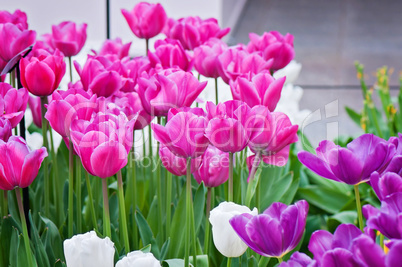 Pink, purple and white tulips on the flowerbed