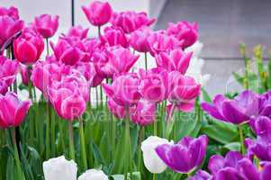 Pink, purple and white tulips on the flowerbed