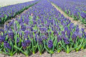 Field of blue hyacinth