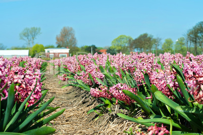 Field of pink hyacinth