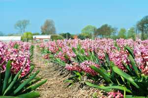 Field of pink hyacinth