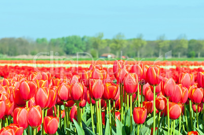 Field of tulips and blue sky