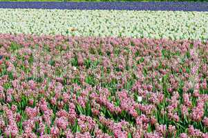 Field of hyacinth