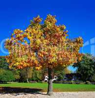Herbstfarben goldener Baum