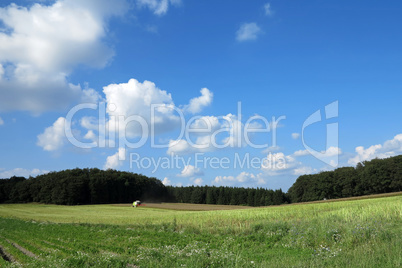 Sommerlandschaft mit Weizenfeld