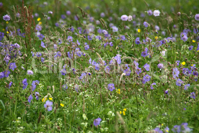 Bunte Sommerwiese