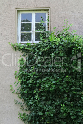 Hauswand mit Efeu und Fenster