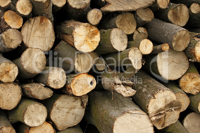 Pile of hornbeam chopped logs close-up