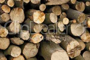 Pile of hornbeam chopped logs close-up