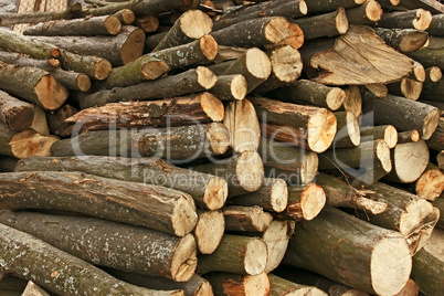 Pile of hornbeam chopped logs