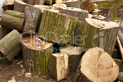 Pile of big hornbeam chopped logs