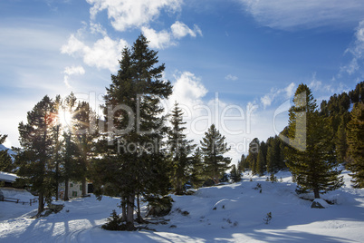 Green fir trees in the Austrian Alps