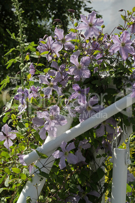 Clematis