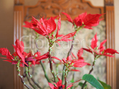 Poinsettia Christmas star