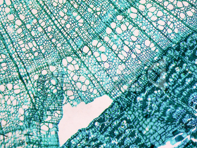 Tilia stem micrograph