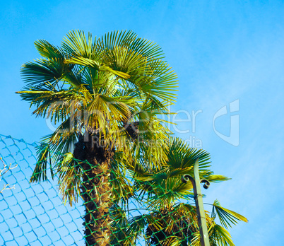 Palm tree