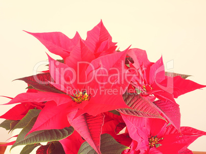 Poinsettia Christmas star