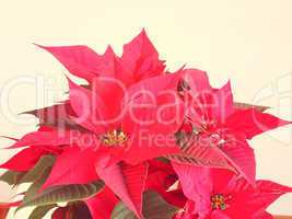 Poinsettia Christmas star