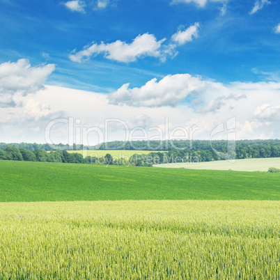 picturesque green field and blue sky