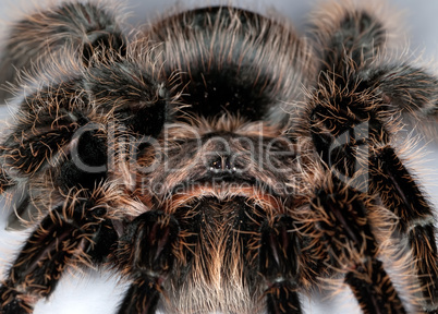 tarantula spider macro