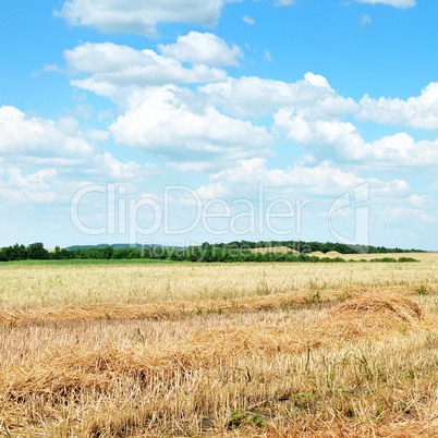 Wheat field after harvest