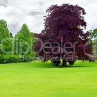 Beautiful meadow in the park