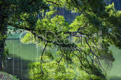 Tree Branches in the Lake