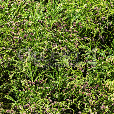 Green Prickly Branches with Bumps of Coniferous Tree