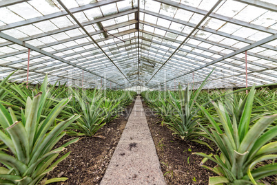 Fresh Pineapples Growing into Glasshouse