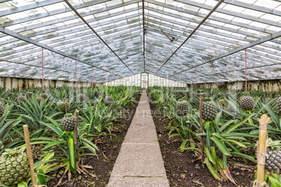 Fresh Pineapples Growing into Glasshouse