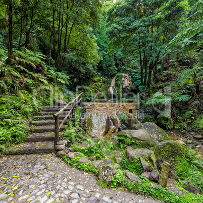 Hot-Spring Pool in Tropical Forest