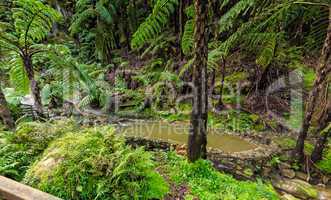 Hot-Spring Pool in Tropical Forest