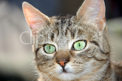 Young mixed-bread cat portrait