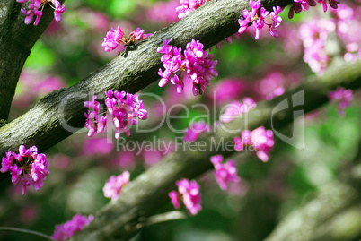 Eastern redbud