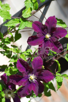 Purple blooming Clematis